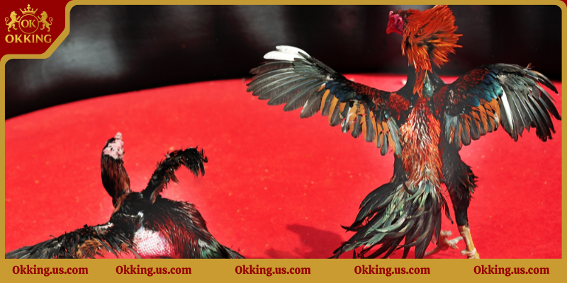 Giới thiệu đôi nét về Đá gà Okking8 hot nhất hiện nay.