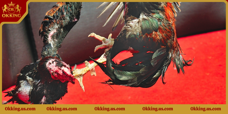 Các bước thực hiện thao tác tham gia chơi tại Đá gà Okking8.